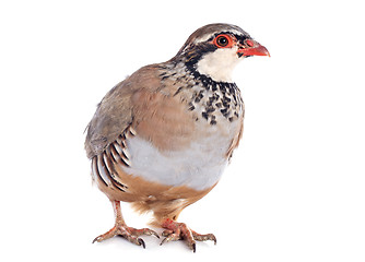 Image showing French Partridge, Alectoris rufa