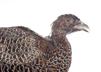 Image showing female European Common Pheasant
