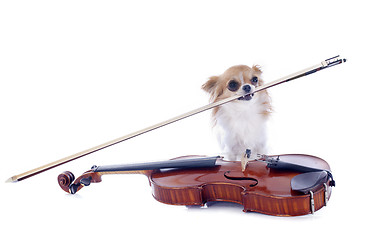 Image showing violin and chihuahua