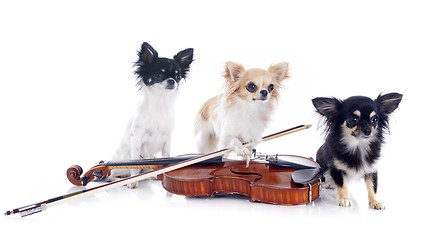 Image showing violin and chihuahuas