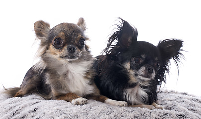 Image showing chihuahuas