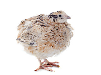 Image showing brown quail