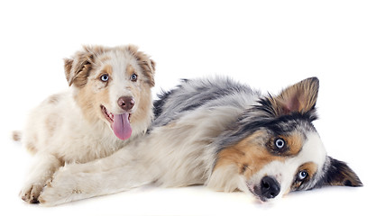 Image showing australian shepherds