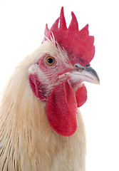 Image showing sussex rooster