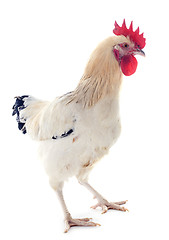 Image showing sussex rooster