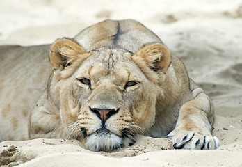 Image showing lioness