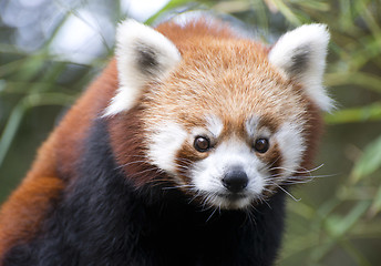 Image showing red panda