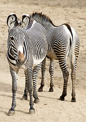 Image showing Grevy's zebra