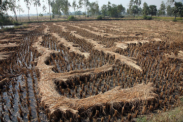 Image showing Rice field just after harvesting