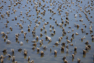 Image showing Rice field just after harvesting