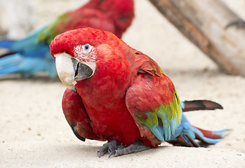 Image showing Scarlet Macaw Parrot