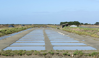 Image showing salt marsh