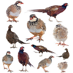 Image showing game birds