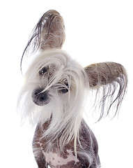 Image showing chinese crested dog