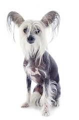 Image showing chinese crested dog