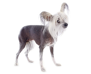 Image showing chinese crested dog