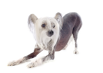 Image showing chinese crested dog
