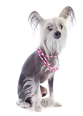 Image showing chinese crested dog