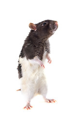 Image showing domestic rat