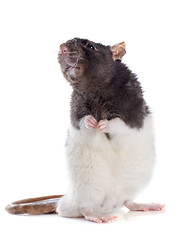 Image showing domestic rat