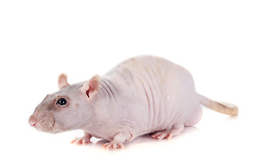 Image showing nude rat