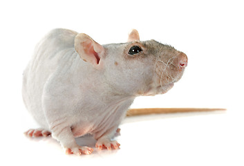Image showing nude rat