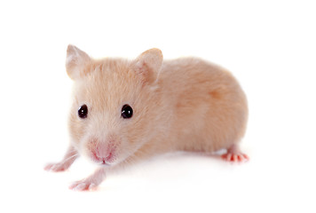 Image showing young hamster