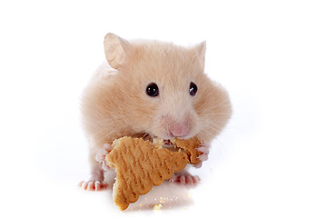 Image showing eating hamster