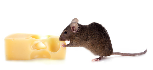 Image showing mouse and cheese