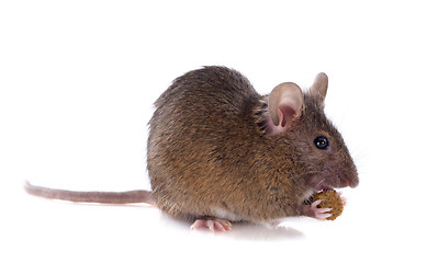 Image showing eating mouse