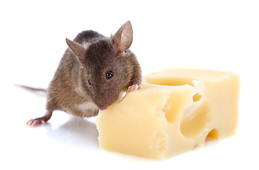 Image showing mouse and cheese