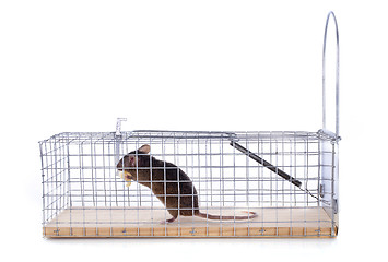 Image showing mouse trap