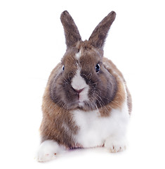 Image showing young rabbit