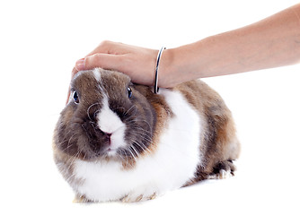 Image showing stroking rabbit