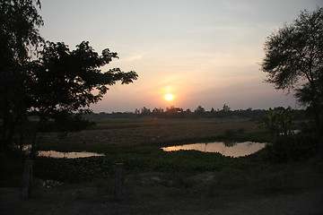 Image showing Twilight of the rice fields, Sundarbans, West Bengal, India