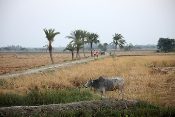 Image showing Cows grazing in the rice fields in Sundarbans, West Bengal, India