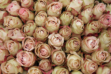 Image showing Pale pink rose buds