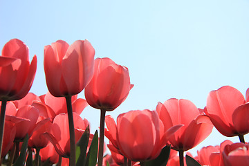 Image showing Pink tulips in backlight