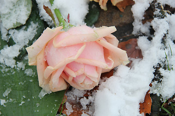 Image showing Pink rose, covered in snowflakes