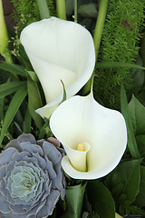 Image showing White calla lillies