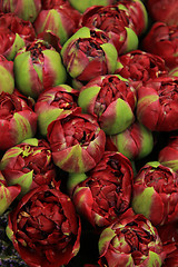 Image showing Deep red peony buds