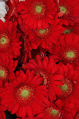 Image showing Just red gerberas