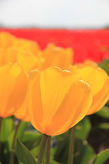 Image showing Close up of yellow tulips