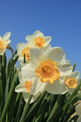 Image showing White and yellow daffodils