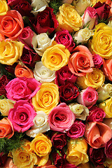 Image showing Multicolored roses