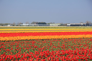 Image showing Flower industry fields