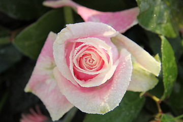 Image showing Frozen pink rose