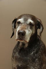 Image showing German shorthaired pointer, female