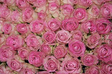 Image showing Sparkling pink roses