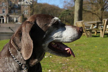 Image showing German shorthaired pointer, female